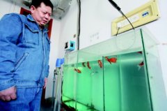 自來水檢測106關(guān)卡 靠鯉魚驗水質(zhì)